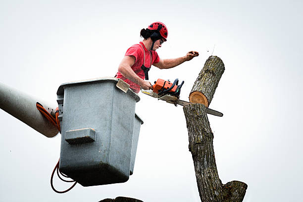  , USA Tree Removal Services Pros